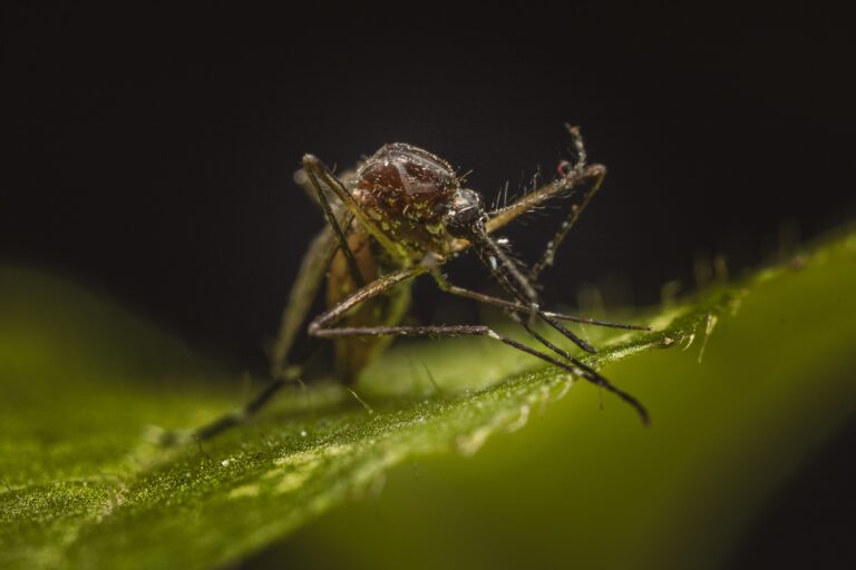 What Is Dengue Fever? Everything You Need to Know