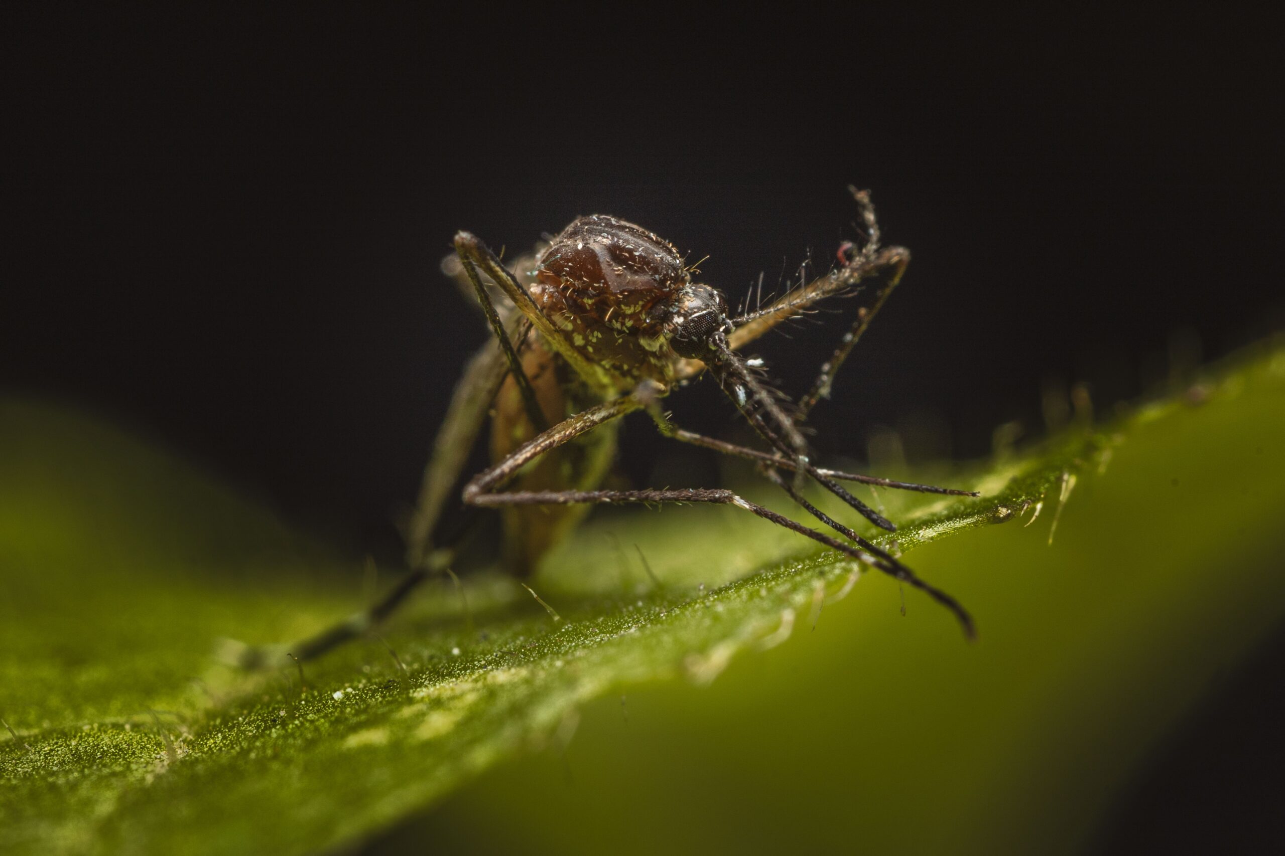 What Is Dengue Fever? Everything You Need to Know